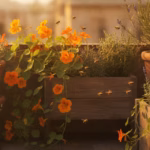 Sonniger Balkon mit Kübeln voller Lavendel, Kräuter und Kapuzinerkresse, von Bienen besucht