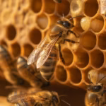 Bienenkönigin auf einer Brutwabe mit Arbeiterinnen