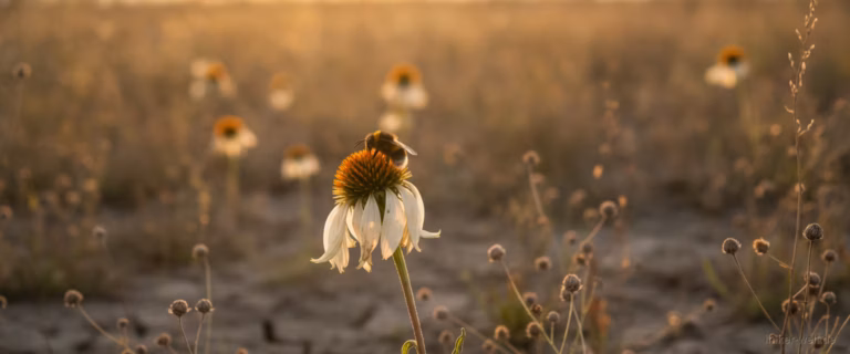 Einzelne Biene auf einer welkenden Blüte in einem kargen Feld
