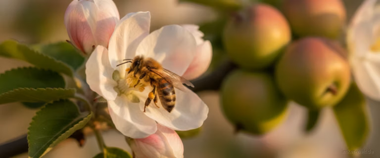 Biene bestäubt eine Apfelblüte, im Hintergrund reife Äpfel als Sinnbild für den Wert der Bestäubung