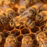 Arbeiterin führt auf der Wabe einen Schwänzeltanz auf, umgeben von beobachtenden Bienen