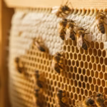 Honigbienen bauen frische weiße Wabe auf einem Rähmchen, kleine Wachsplättchen sichtbar