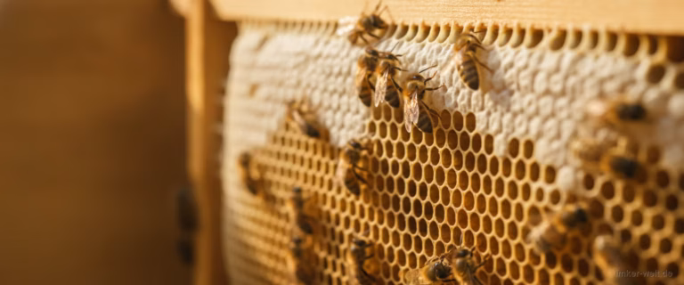 Honigbienen bauen frische weiße Wabe auf einem Rähmchen, kleine Wachsplättchen sichtbar