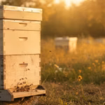 Dadant-Beute mit einem großen Brutraum und flachen Honigräumen am Bienenstand