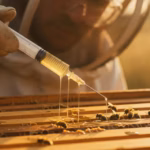 Spritze mit Oxalsäure-Lösung wird zwischen Bienenwaben geträufelt, Imker mit Handschuhen und Schutzbrille