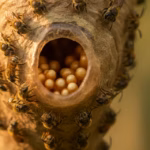 Winzige stachellose Bienen am Nesteingang mit kleinen Wachs-Honigtöpfchen im Inneren