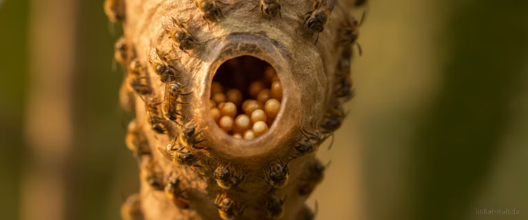 Winzige stachellose Bienen am Nesteingang mit kleinen Wachs-Honigtöpfchen im Inneren