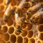 Bienen auf einer Wabe in warmem Licht