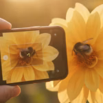 Person fotografiert eine Wildbiene auf einer Blüte mit dem Smartphone zur Bestimmung